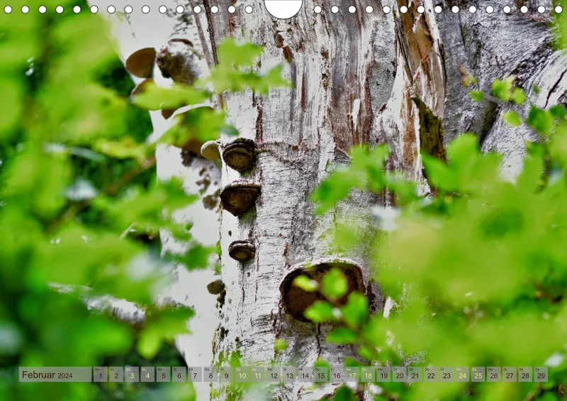 Fotokalender / Bäume
