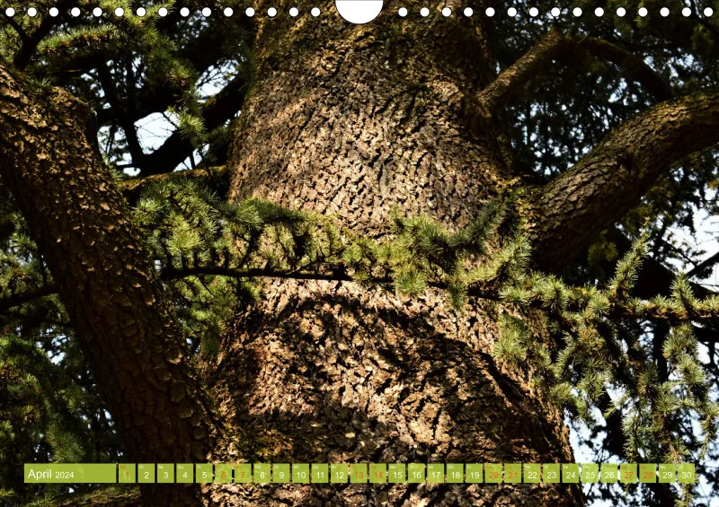 Fotokalender / Bäume