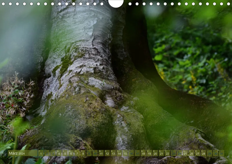 Fotokalender / Bäume