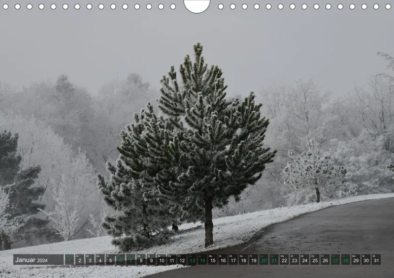 Fotokalender / Bäume