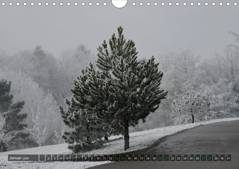 Fotokalender / Bäume