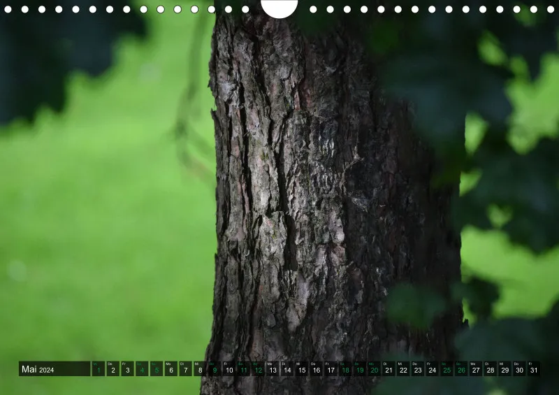 Fotokalender / Bäume