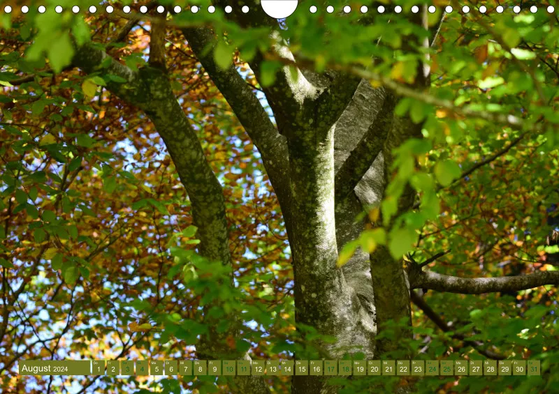 Fotokalender / Bäume