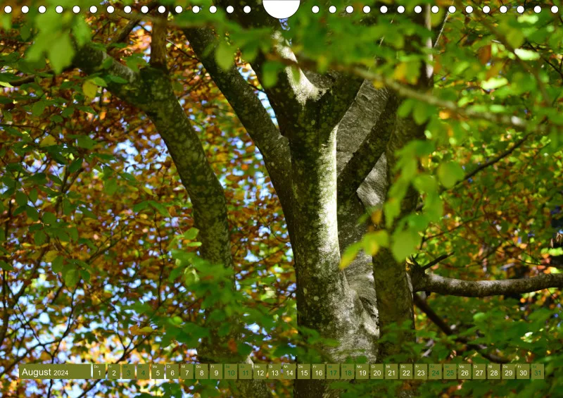 Fotokalender / Bäume