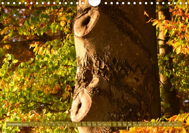 Fotokalender / Bäume