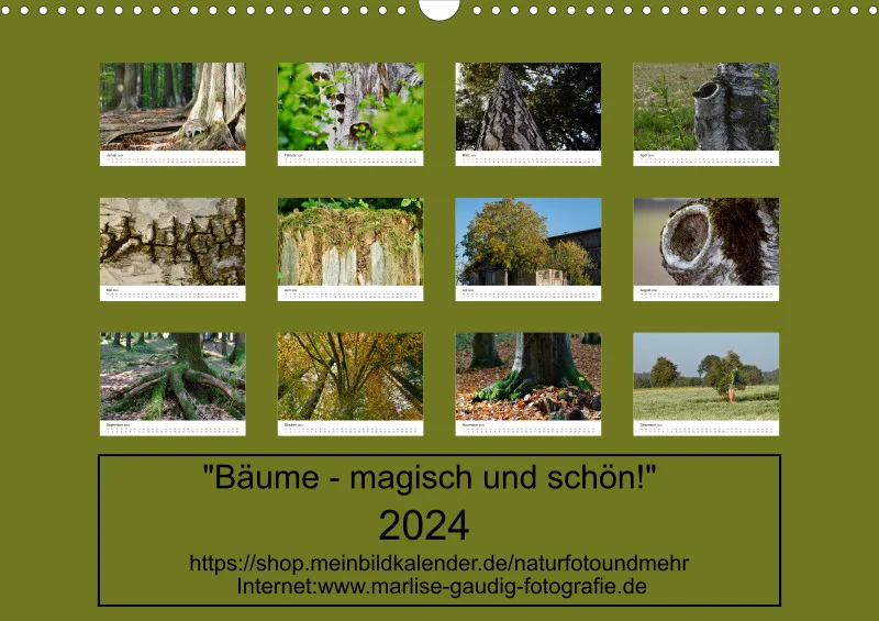 Bäume - magisch und schön