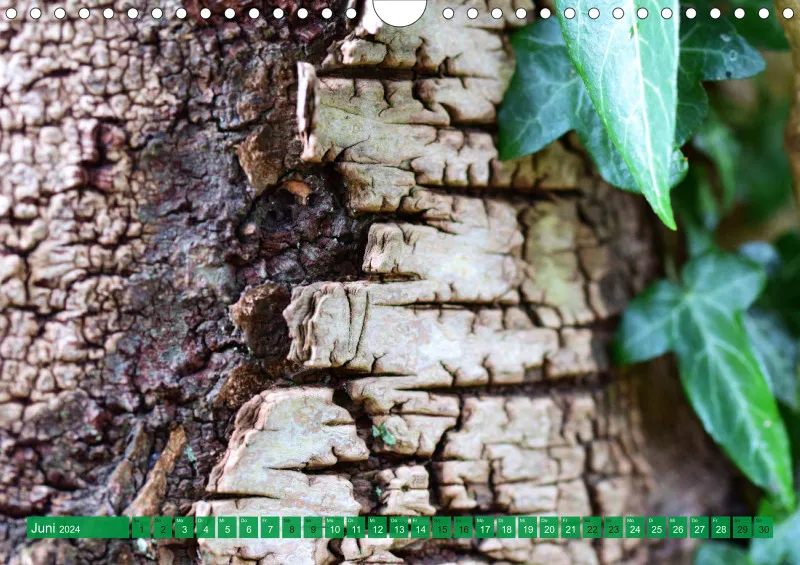 Fotokalender / Bäume