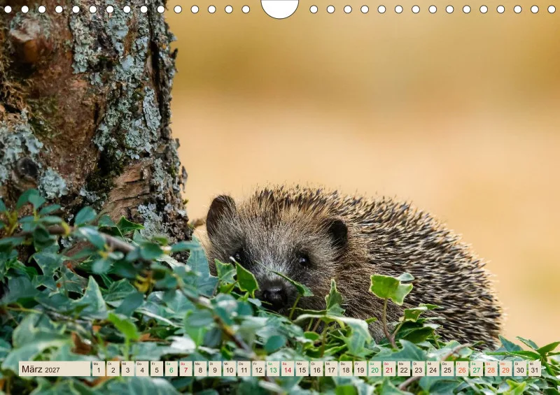 Igelkalender 2027