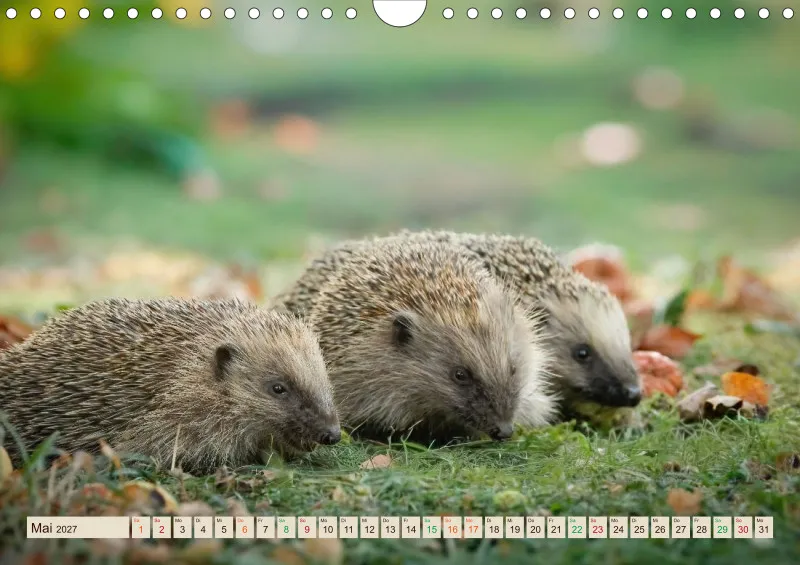 Igelkalender 2027