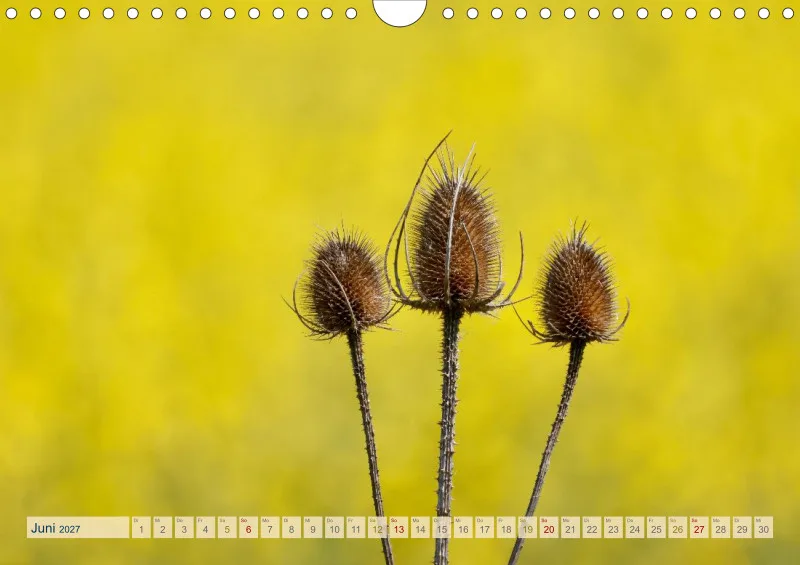 Natur wird Kunst- Kalender 2027