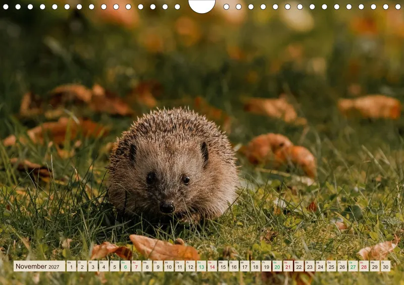 Igelkalender 2027