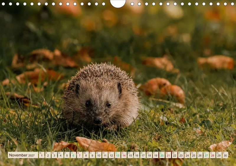 Igelkalender 2027