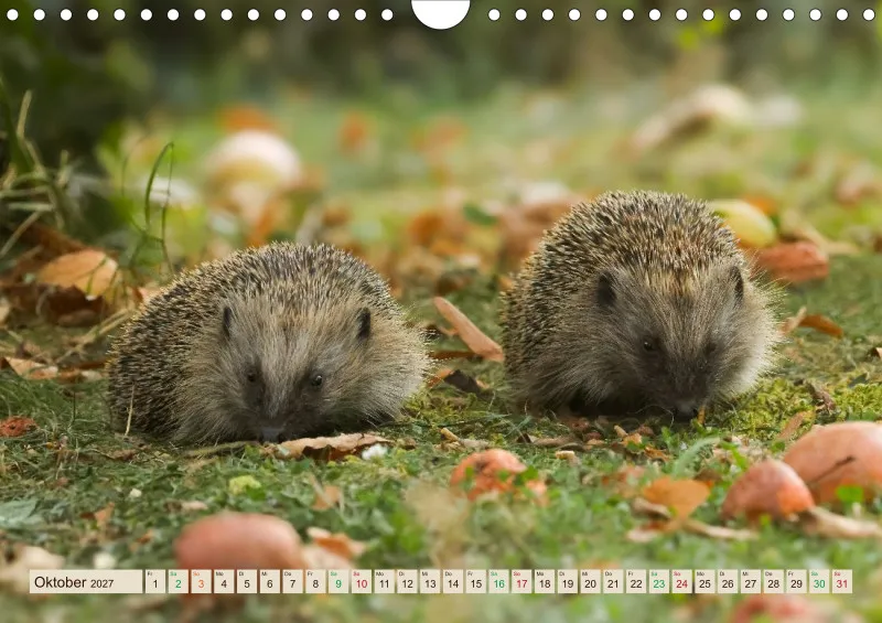 Igelkalender 2027