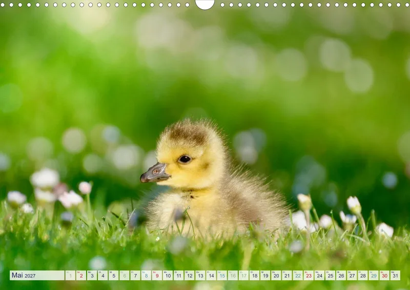 Naturkalender 2027