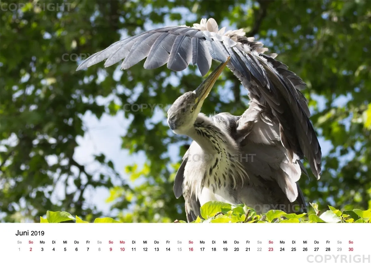 Tischkalender / Graureiher Erwin