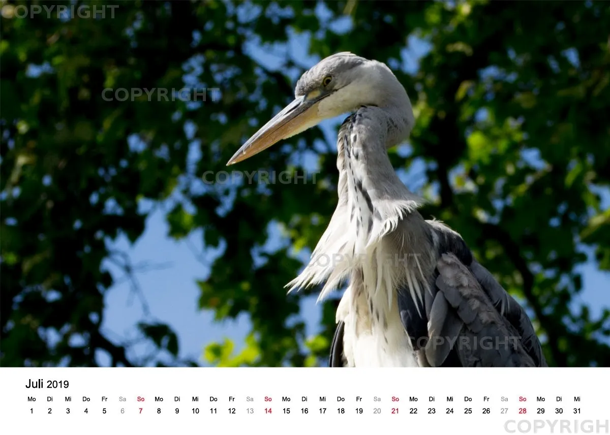 Tischkalender / Graureiher Erwin