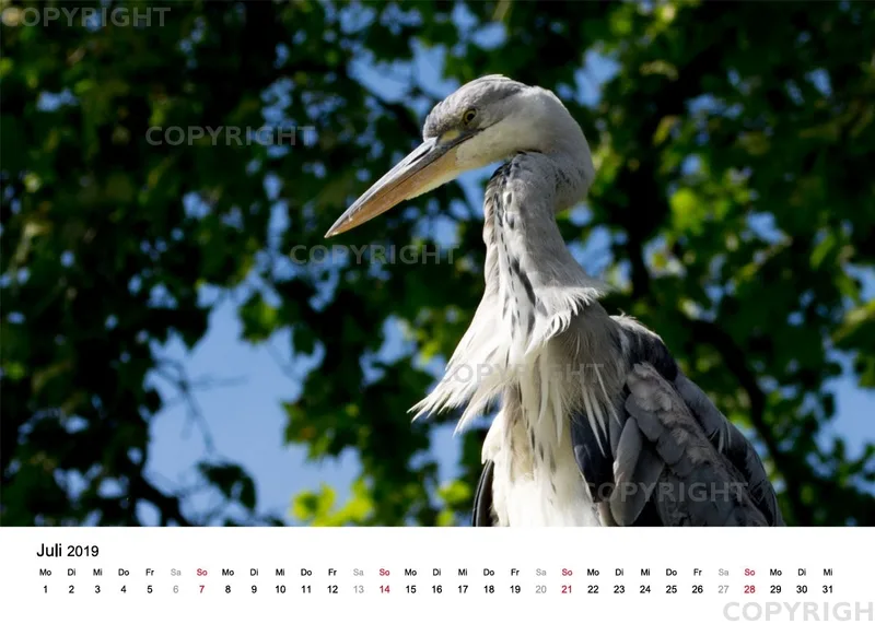 Tischkalender / Graureiher Erwin