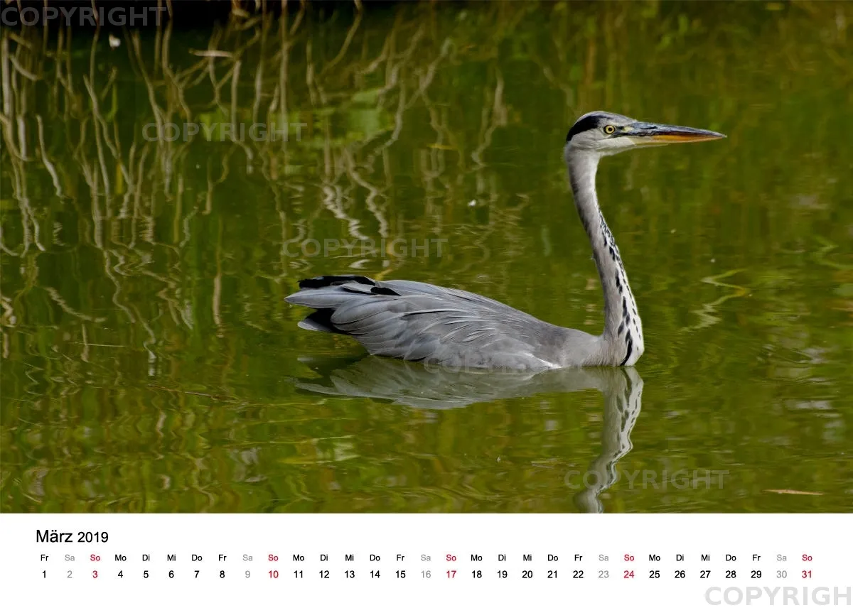 Tischkalender / Graureiher Erwin