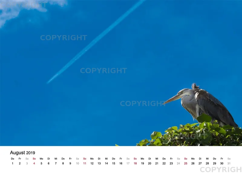 Tischkalender / Graureiher Erwin