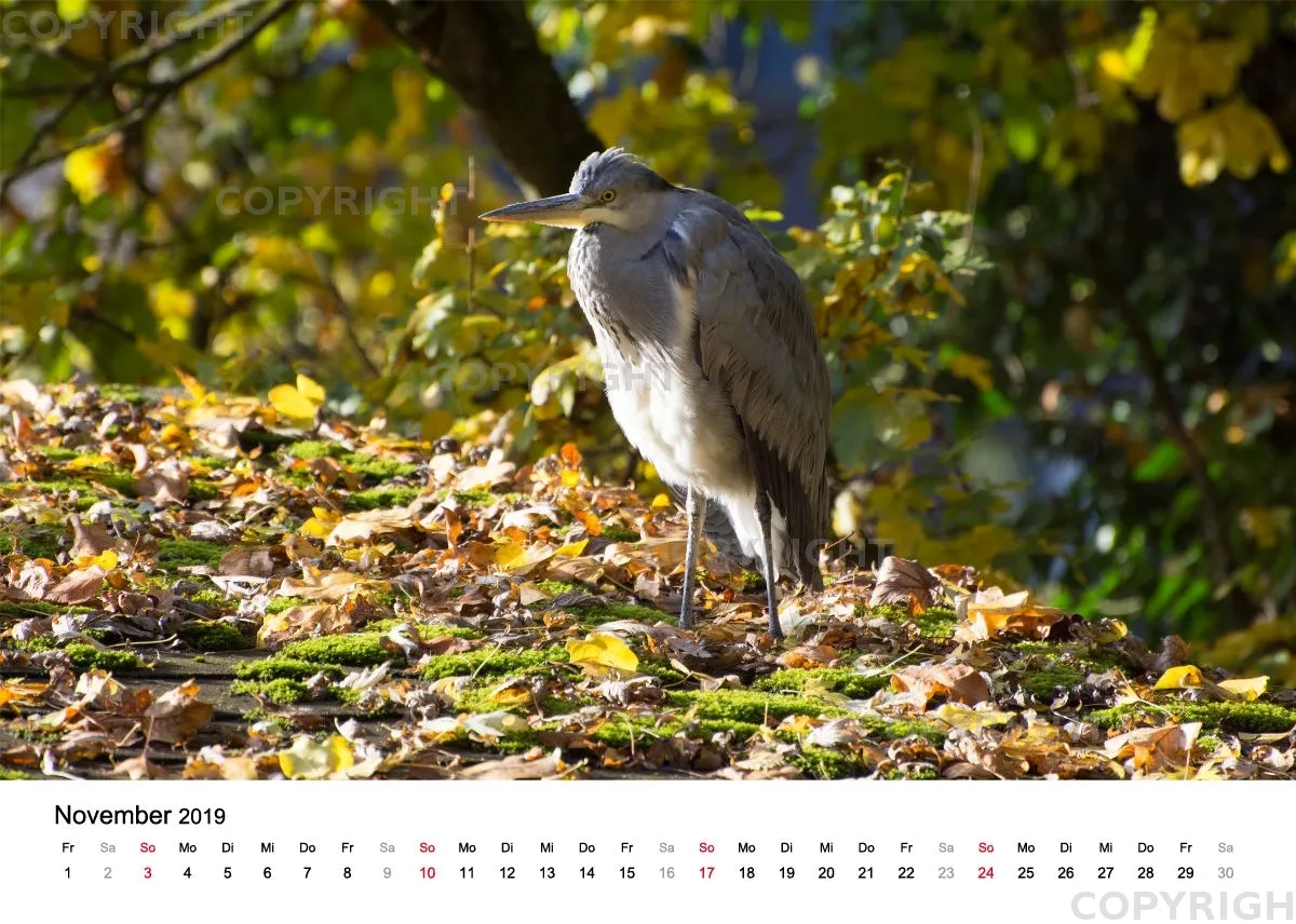 Tischkalender / Graureiher Erwin