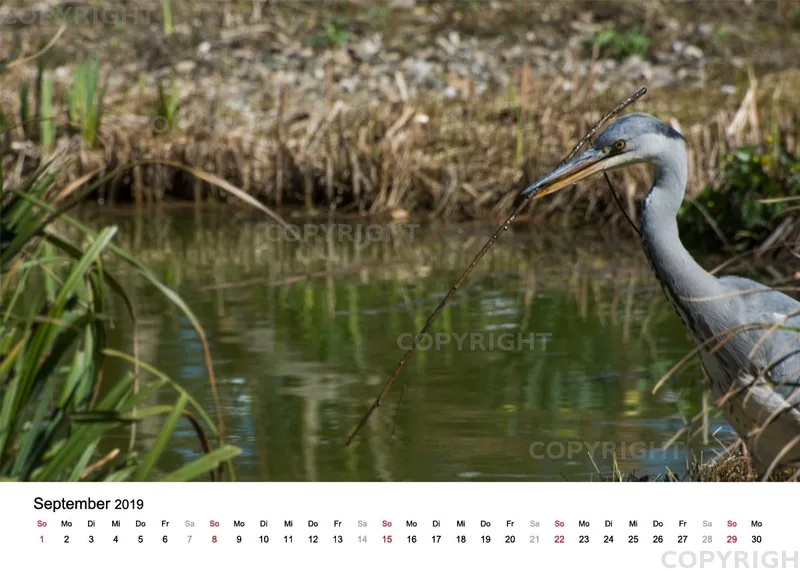 Tischkalender / Graureiher Erwin