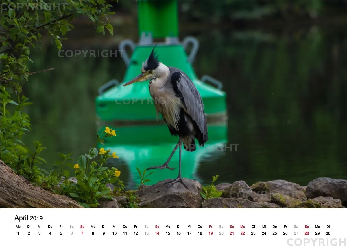 Tischkalender / Graureiher Erwin