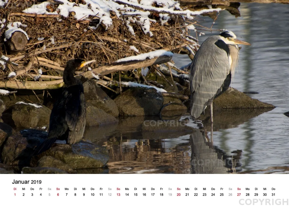 Tischkalender / Graureiher Erwin