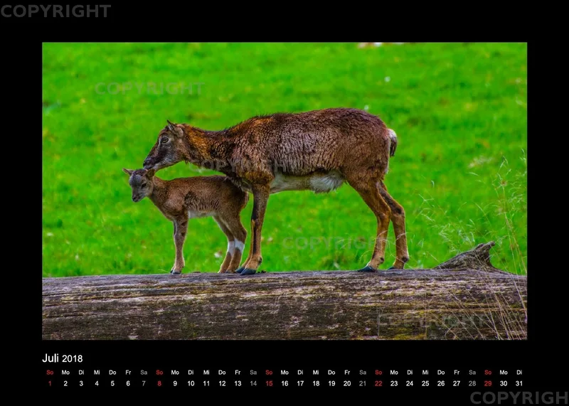 Fotokalender / Nr. 7