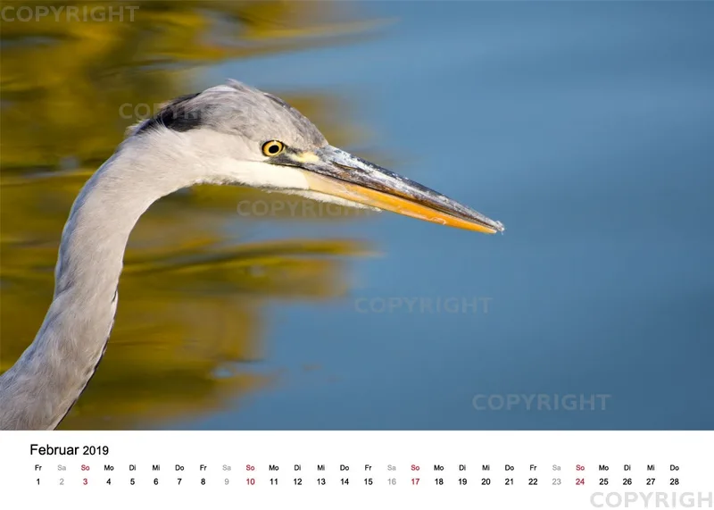 Tischkalender / Graureiher Erwin
