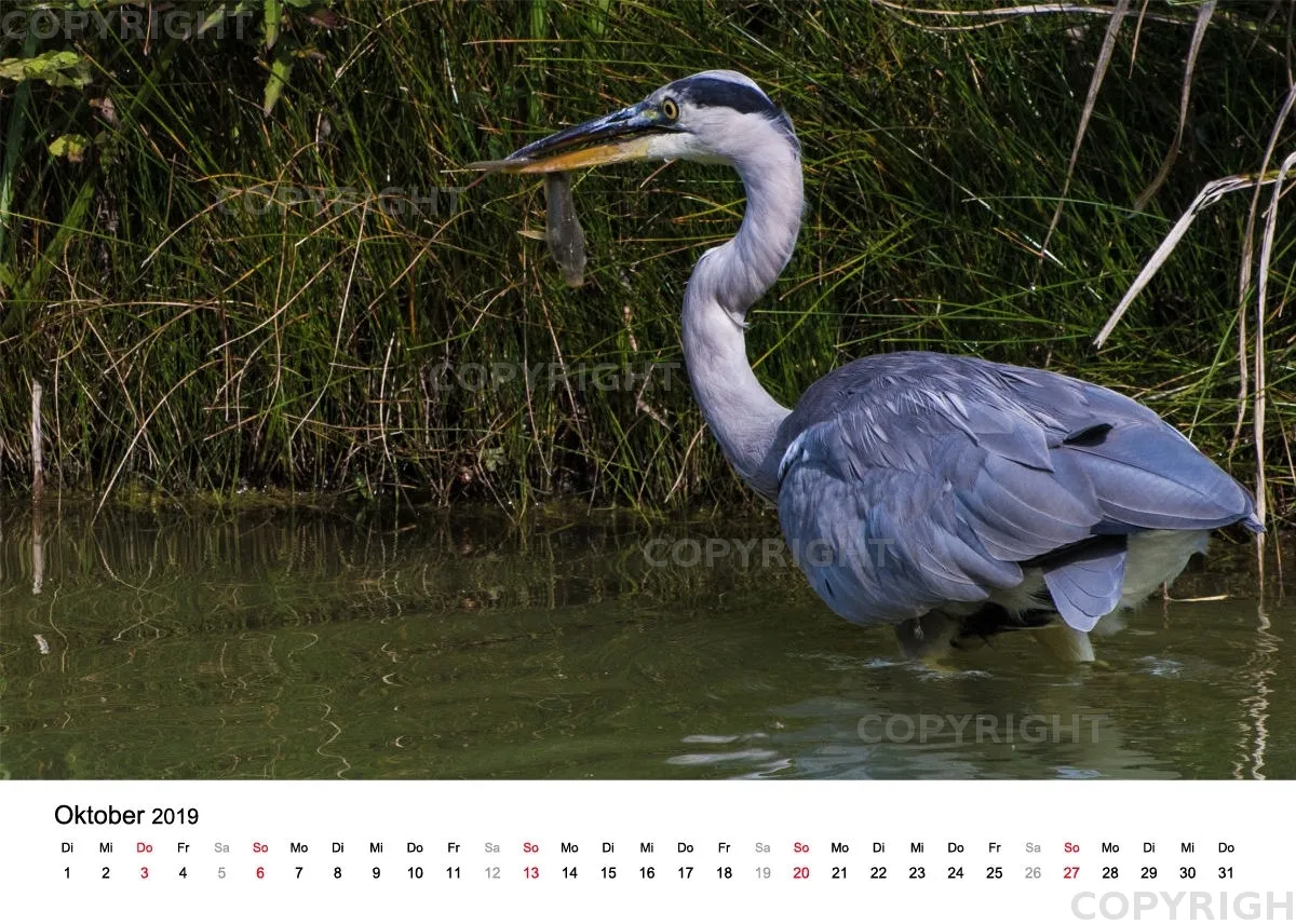 Tischkalender / Graureiher Erwin