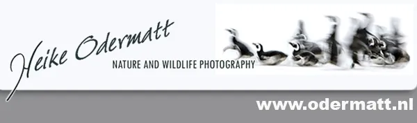 Heike Odermatt Fotografie