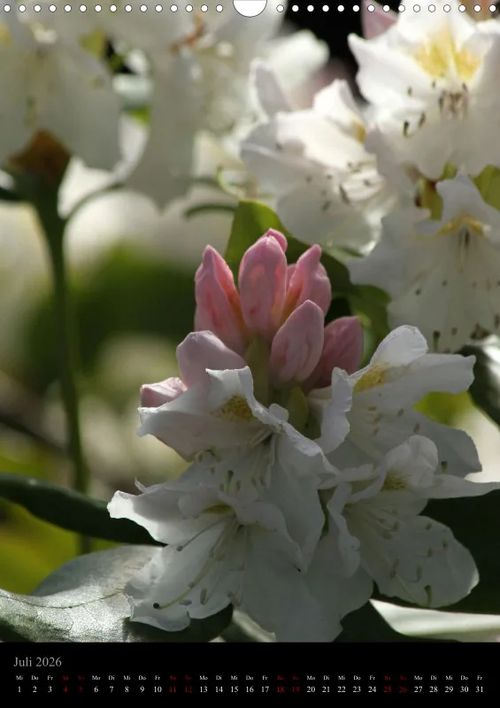 Blumen_5
