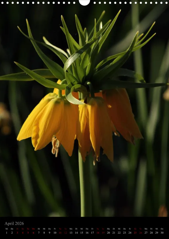 Blumen_3
