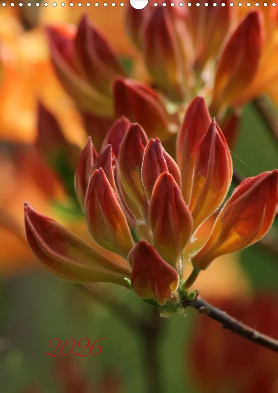 Blumen_2