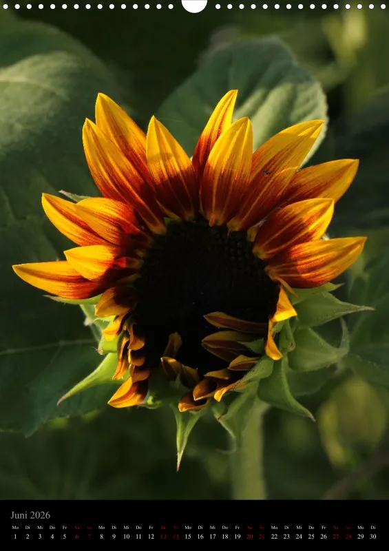 Blumen_5