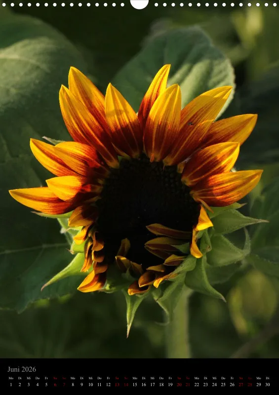 Blumen_5