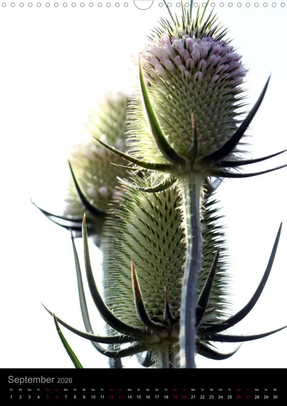 Blumen_2