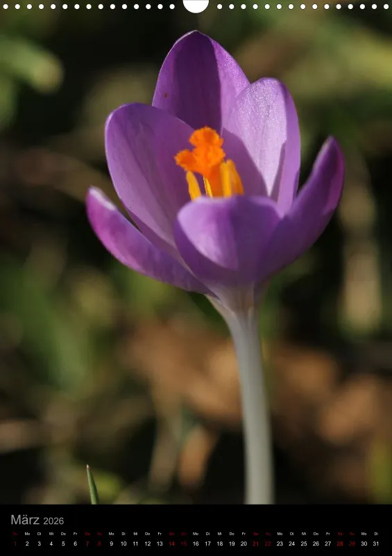 Blumen_2