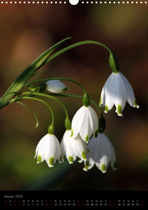 Blumen_5