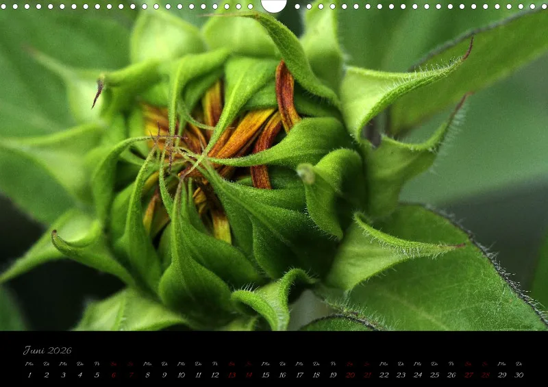 Blumen_4