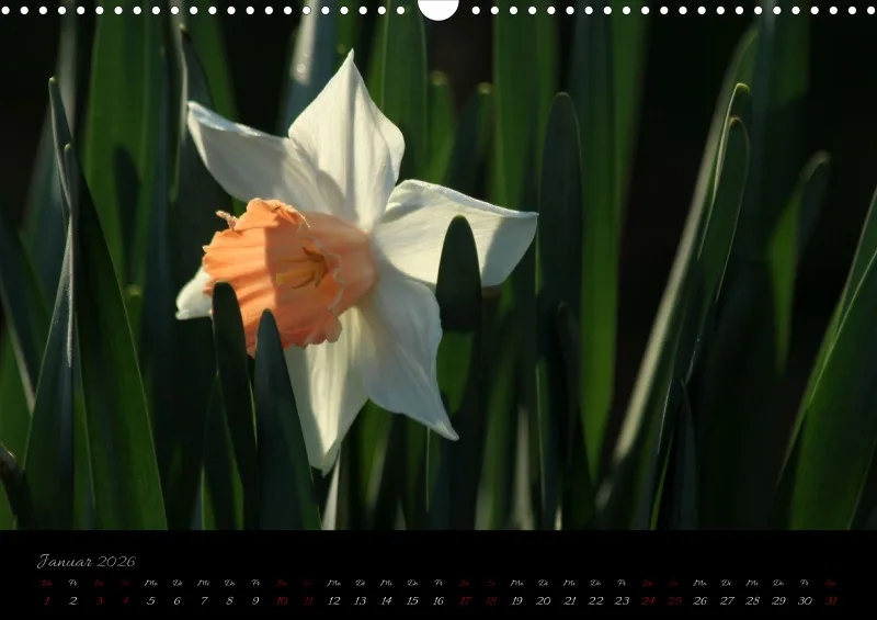 Blumen_4