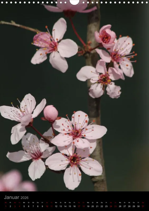 Blumen_2
