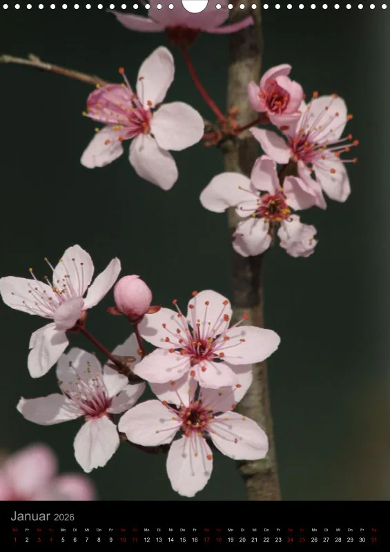 Blumen_2