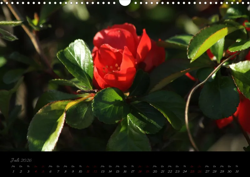 Blumen_4