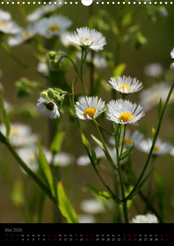 Blumen_3
