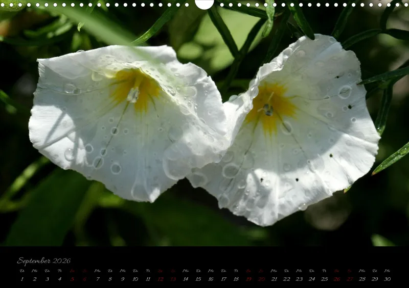 Blumen_4