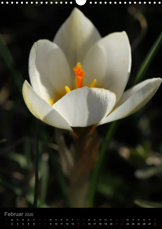 Blumen_1