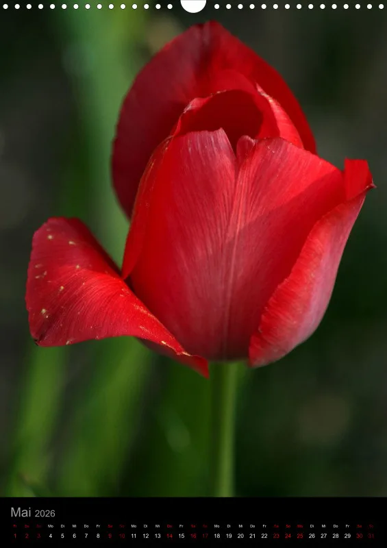 Blumen_2