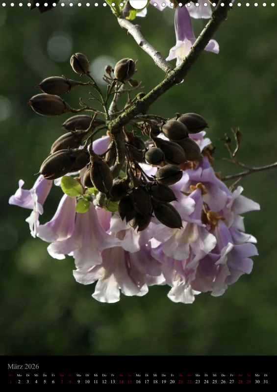 Blumen_5