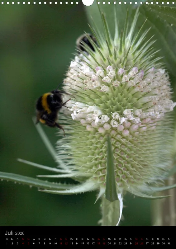 Blumen_1